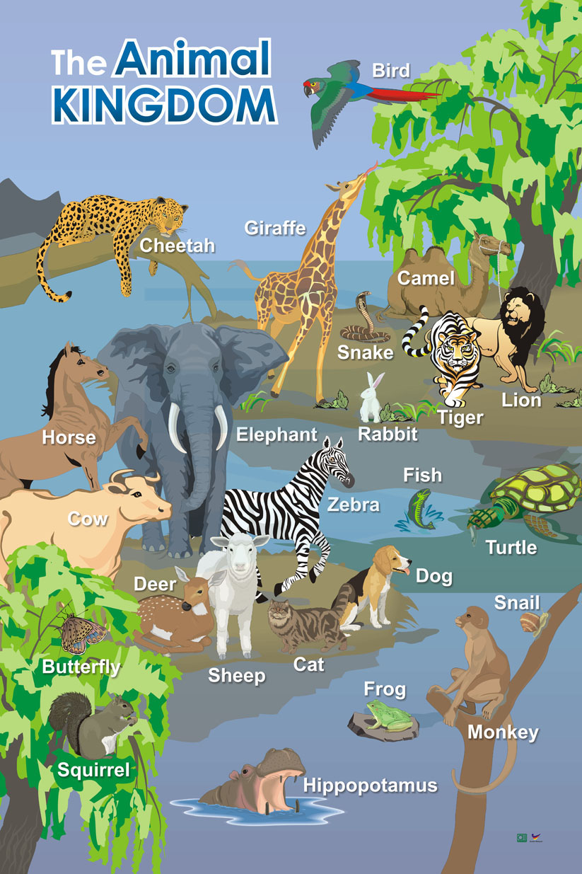 The Animal Kingdom The Animal Kingdom