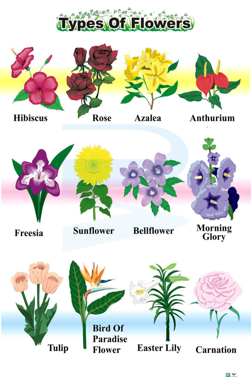 Types Of Flowers - Progressive Scientific Sdn. Bhd.