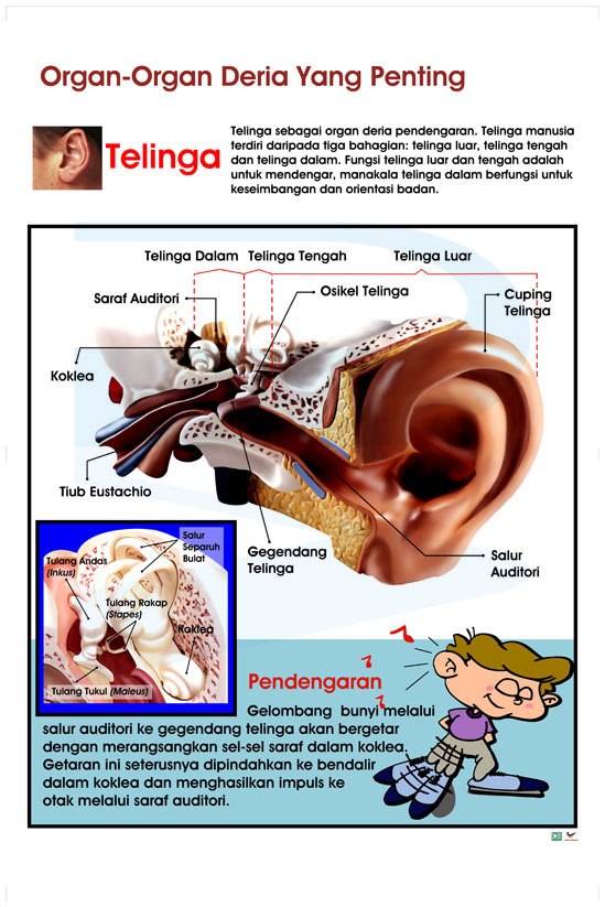 Organ-Organ Deria Yang Penting (Telinga)