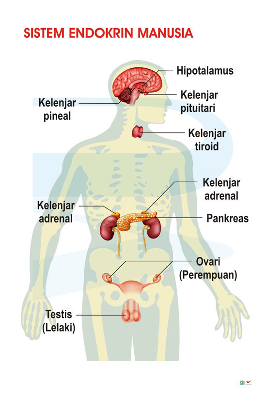 Sistem Endokrin Manusia