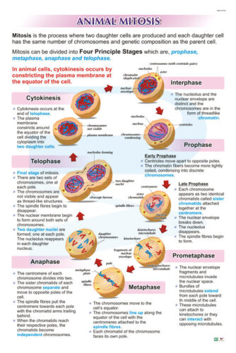 Animal Mitosis - Progressive Scientific Sdn. Bhd.