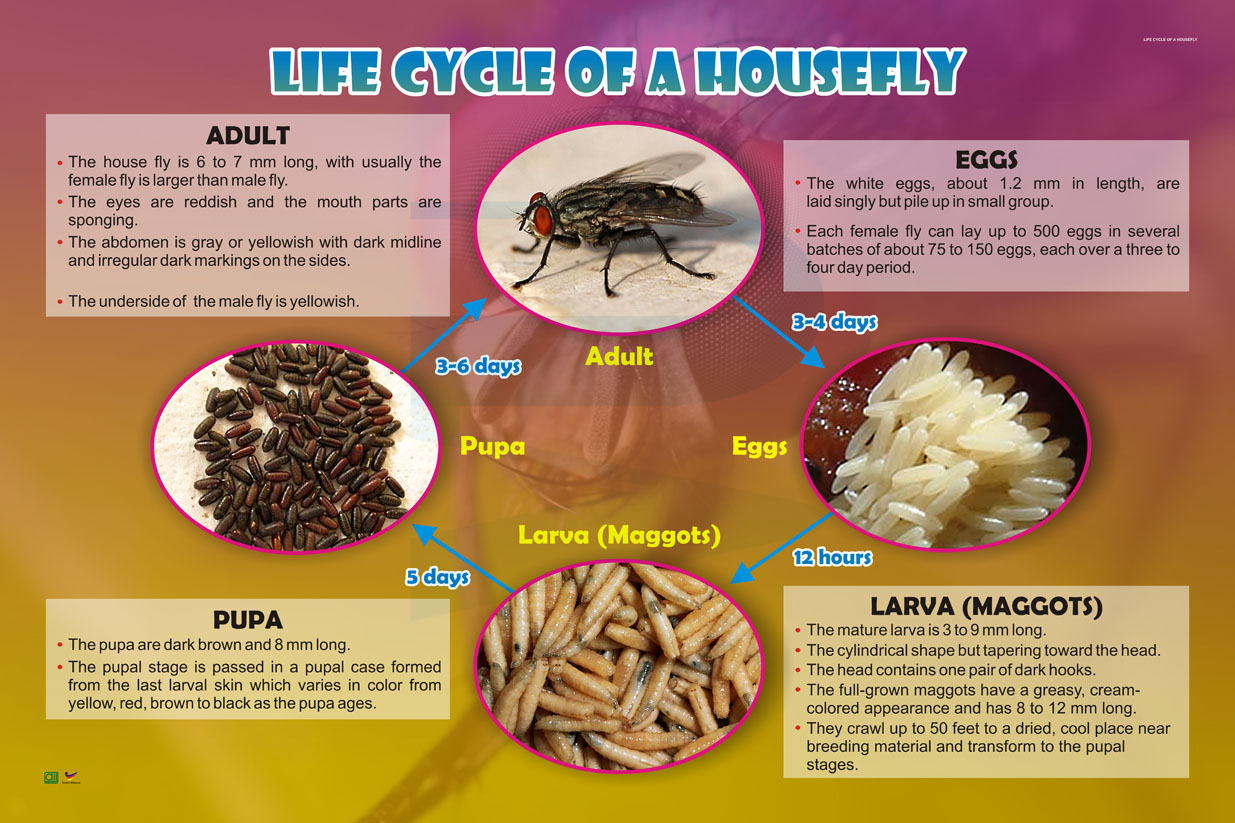 life cycle of a housefly