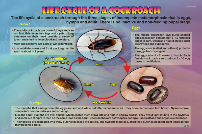 Life Cycle Of A Cockroach Progressive Scientific Sdn Bhd Life Cycle Of A Cockroach Progressive Scientific Sdn Bhd