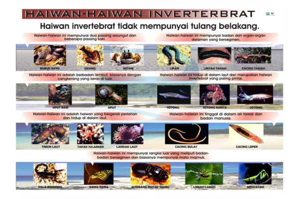 Haiwan-haiwan Invertebrat