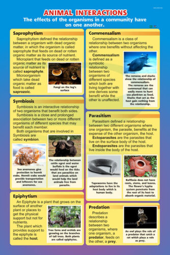Animal Interaction - Progressive Scientific Sdn. Bhd.