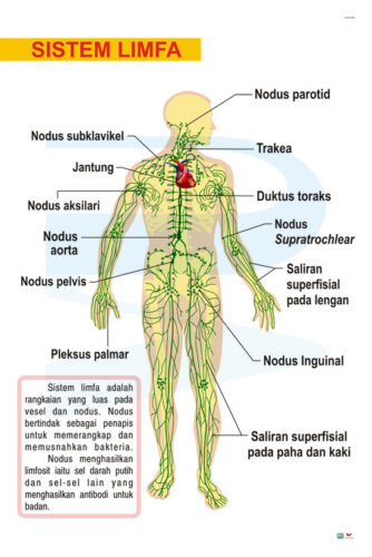 Limf Body Sistem Limfa - Progressive Scientific Sdn. Bhd.