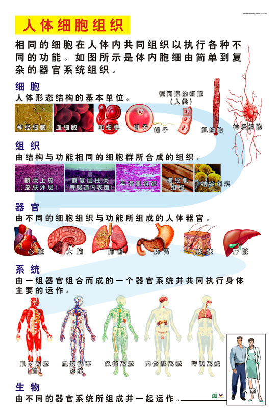 Organization Of Human Cell (BC)